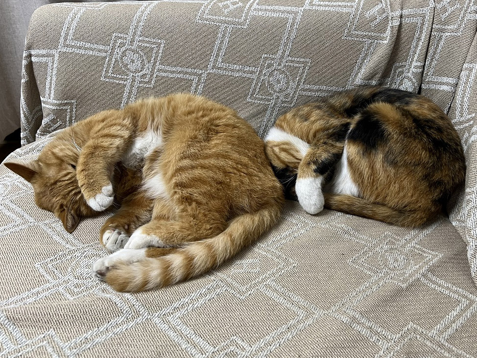 家里的猫猫
